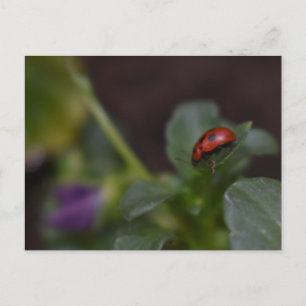 Ladybug auf Blume Postkarte