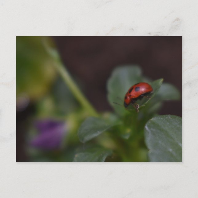Ladybug auf Blume Postkarte (Vorderseite)