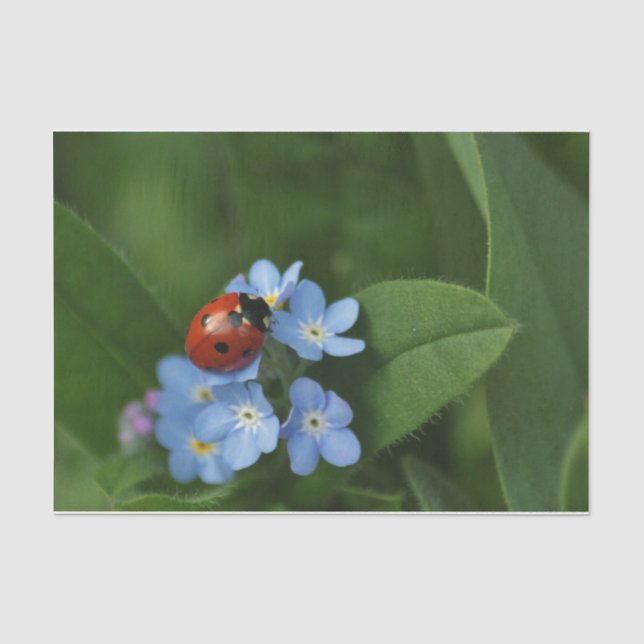 Ladybug auf Blume Seidenpapier (Vorderseite)