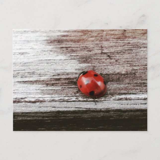 Ladybug auf der Ansichtskarte aus nassem Holz Postkarte (Vorderseite)