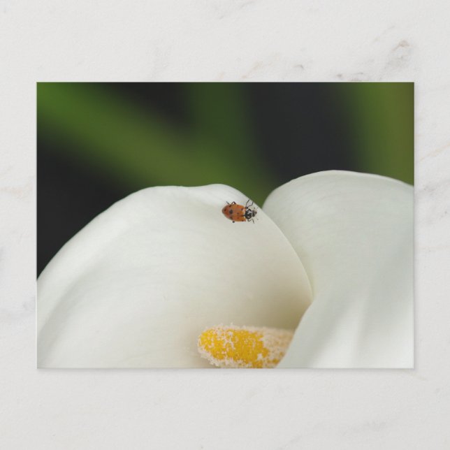 Ladybug auf der Calla Lily Postcard Postkarte (Vorderseite)