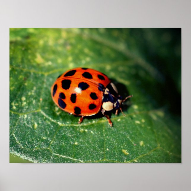 Ladybug auf der linken Seite Nah Poster (Vorne)