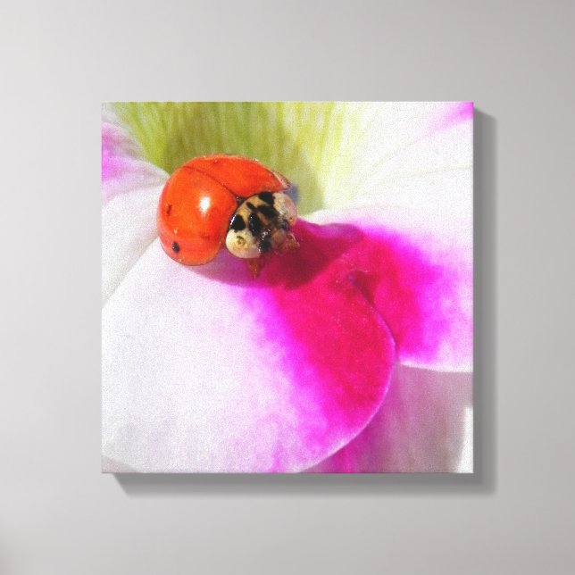 Ladybug auf der Petunia Leinwanddruck (Vorderseite)
