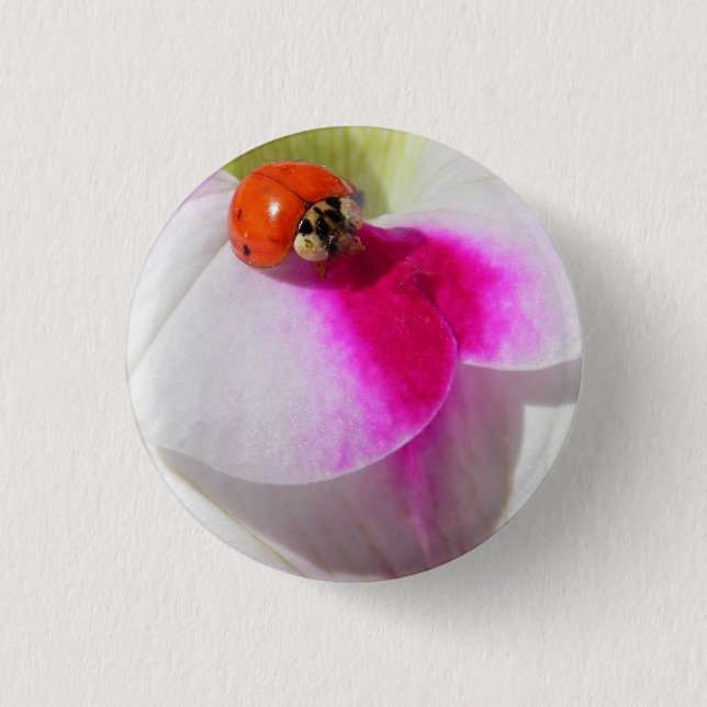 Ladybug auf der Petunia-Taste Button (Vorderseite)