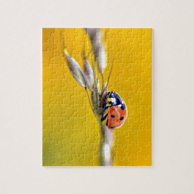 Ladybug auf der Postkarte (Vertikal)