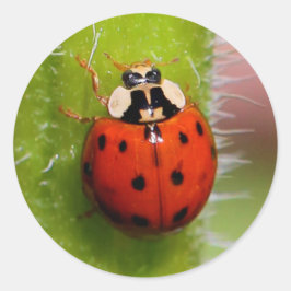 Ladybug auf der Sonnenblumenhalle Runder Aufkleber