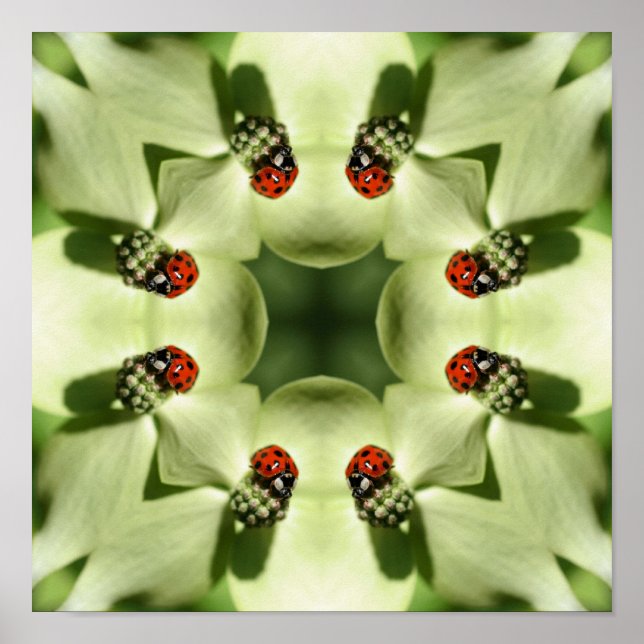 Ladybug auf Dogwood Abstrakte Natur Spiegelkunst Poster (Vorne)