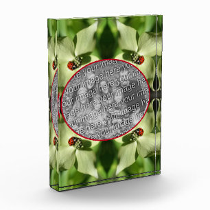 Ladybug auf Dogwood-Blume Fügen Sie Ihre eigenen h Fotoblock