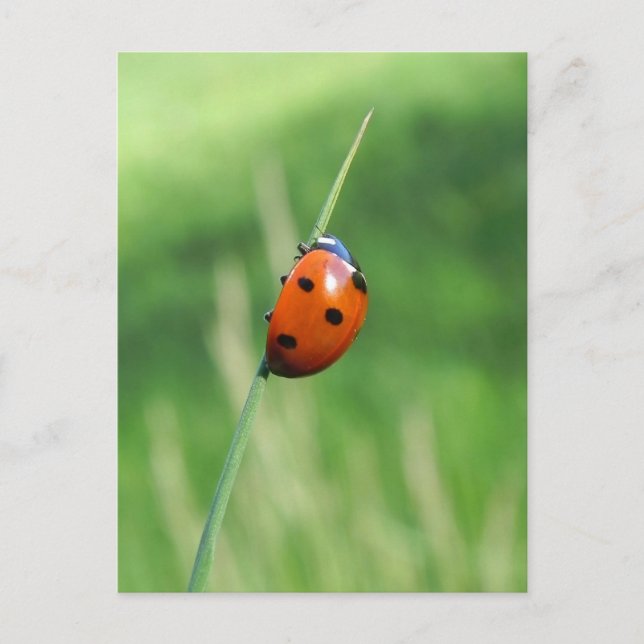 Ladybug auf einem Grashalm Postkarte (Vorderseite)
