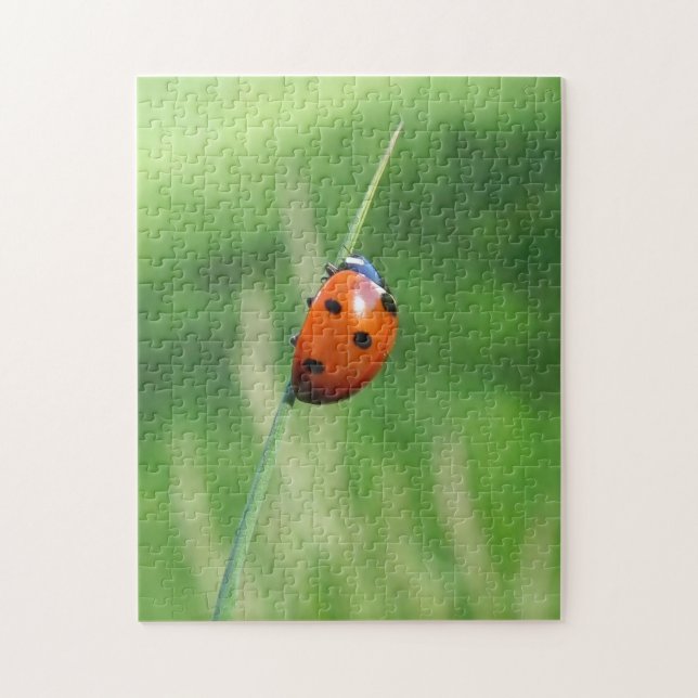 Ladybug auf einem Grashalm Puzzle (Vertikal)