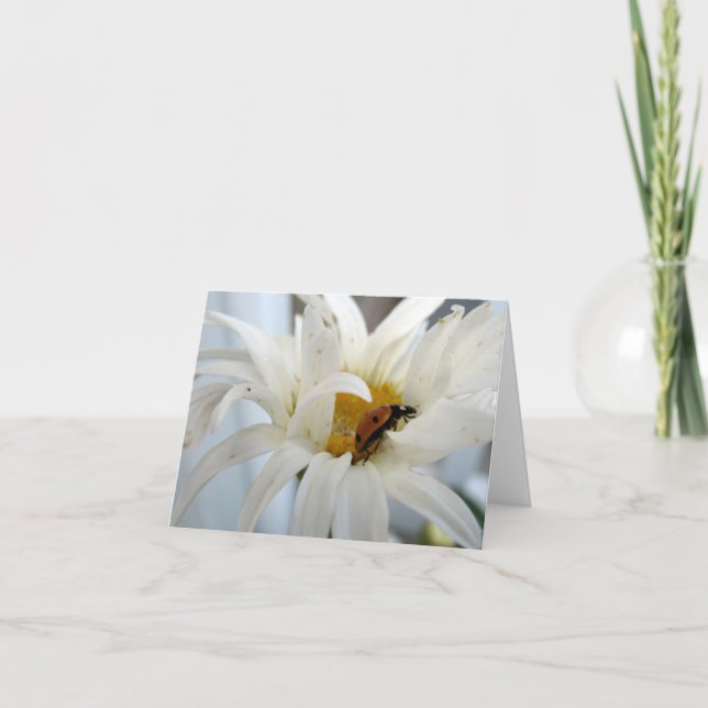 Ladybug auf einer Daisy-Blankokarte Karte (Vorderseite)
