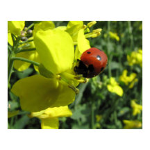 Ladybug auf einer gelben Blume