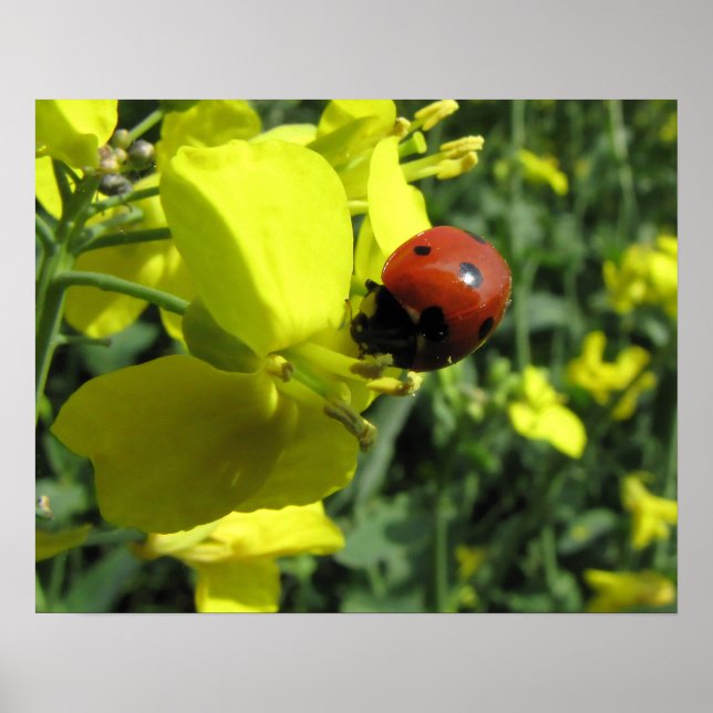 Ladybug auf einer gelben Blume Poster (Vorne)