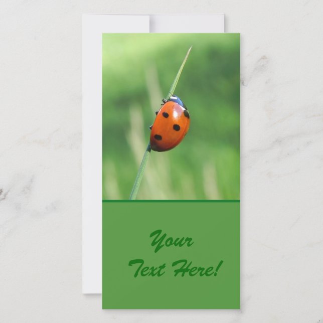 Ladybug auf einer Grashalde (Vorderseite)