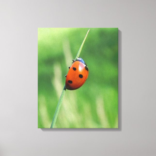 Ladybug auf einer Grashalde Canvas Print Leinwanddruck (Vorderseite)