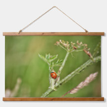 Ladybug auf einer grünen Pflanze