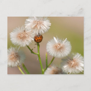 Ladybug auf getrockneten Astern Postkarte