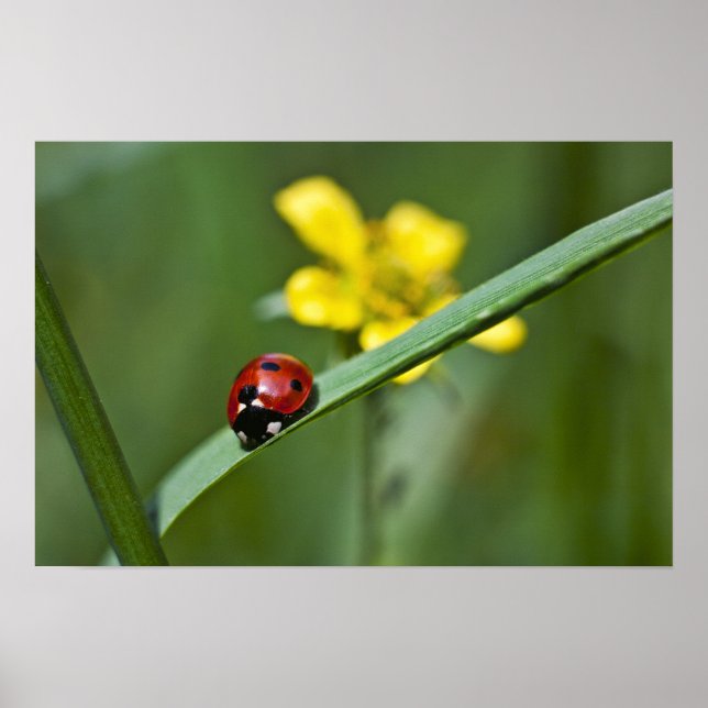 Ladybug auf Gras nah Poster (Vorne)