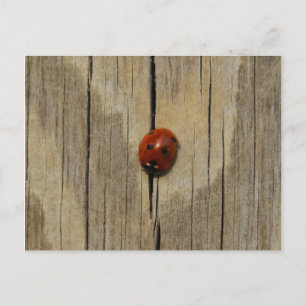Ladybug auf Holz Postkarte
