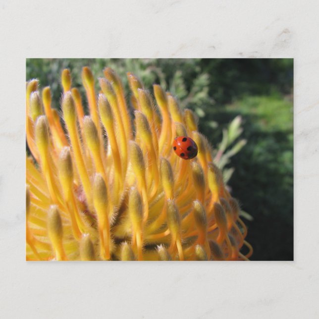 Ladybug auf Pincusion Protea Postkarte (Vorderseite)