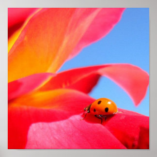 Ladybug auf Rose Poster