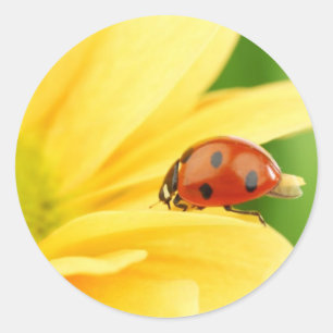 Ladybug auf Sonnenblume Runder Aufkleber