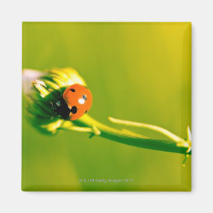 Ladybug auf Sprig Magnet