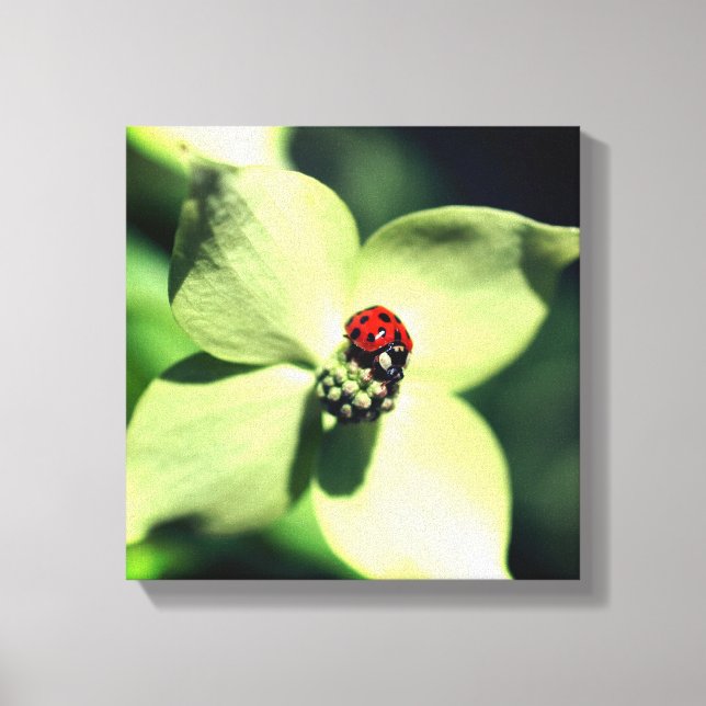 Ladybug auf weißer Dogwood-Blume Nah Leinwanddruck (Vorderseite)