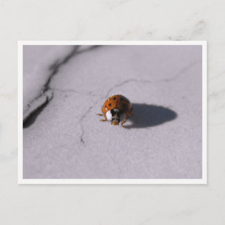 Ladybug Beetle Macro Wildlife Photography Postkarte
