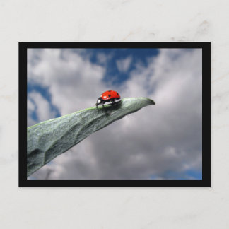 Ladybug Calm vor der Storm-Postkarte Postkarte