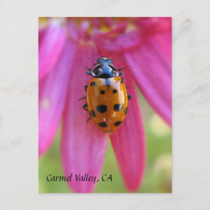 Ladybug Carmel Valley, CA Carte postale