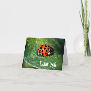 Ladybug Close Nature Carte de remerciements