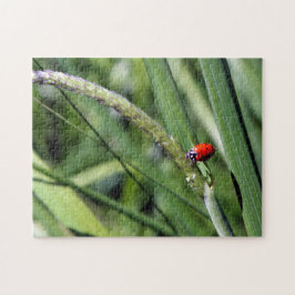 Ladybug (Coccinellidae)