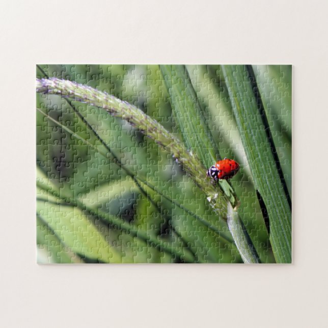 Ladybug (Coccinellidae) (Horizontal)