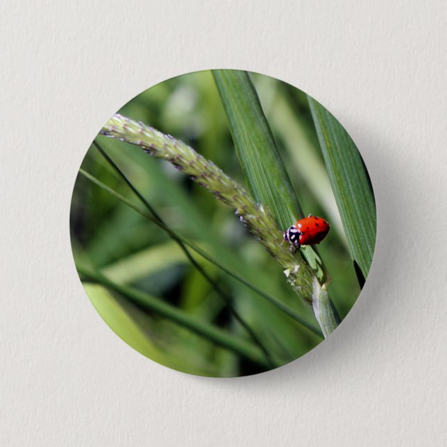 Ladybug (Coccinellidae) Button (Vorderseite)