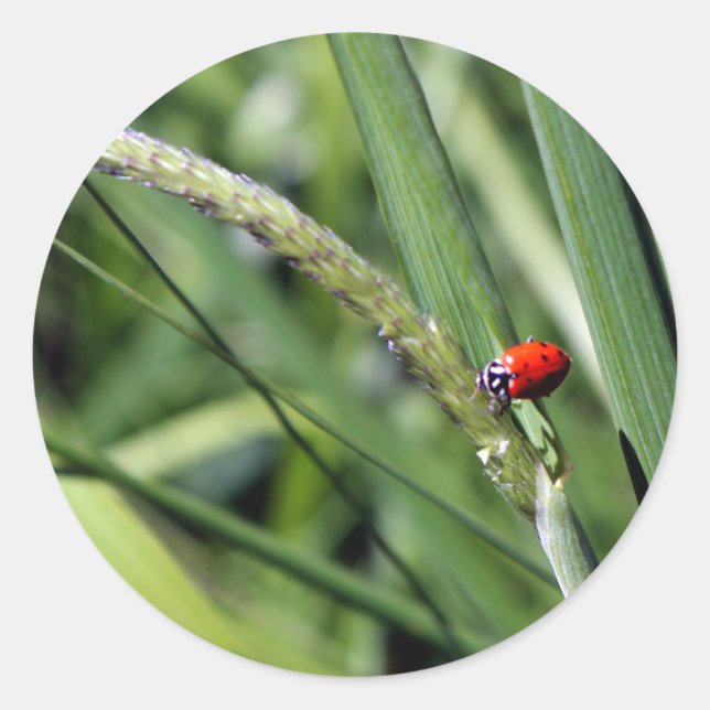 Ladybug (Coccinellidae) Runder Aufkleber (Vorderseite)