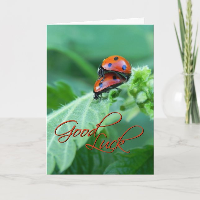 Ladybug Couple - Viel Glück Card Karte (Vorderseite)