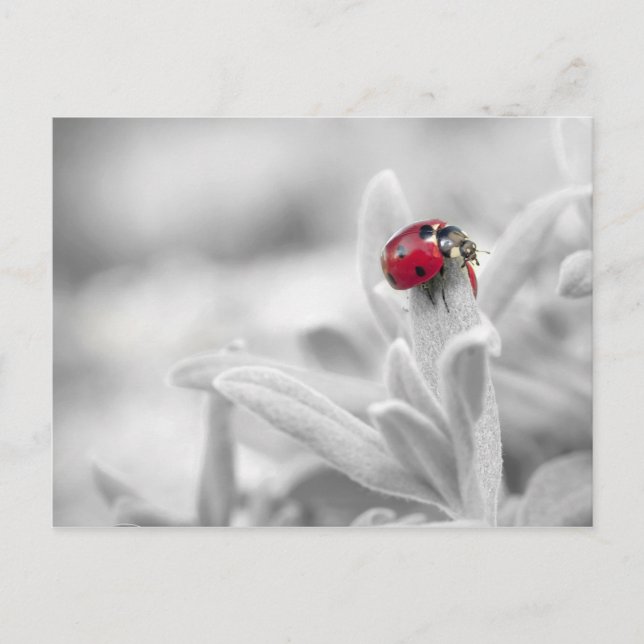 Ladybug dans la carte blanche (Devant)