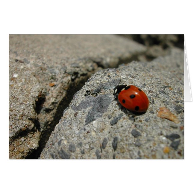 ladybug et le kurb (trottoir) (Devant horizontal)