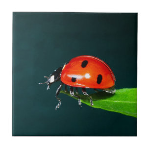 Ladybug Fliese