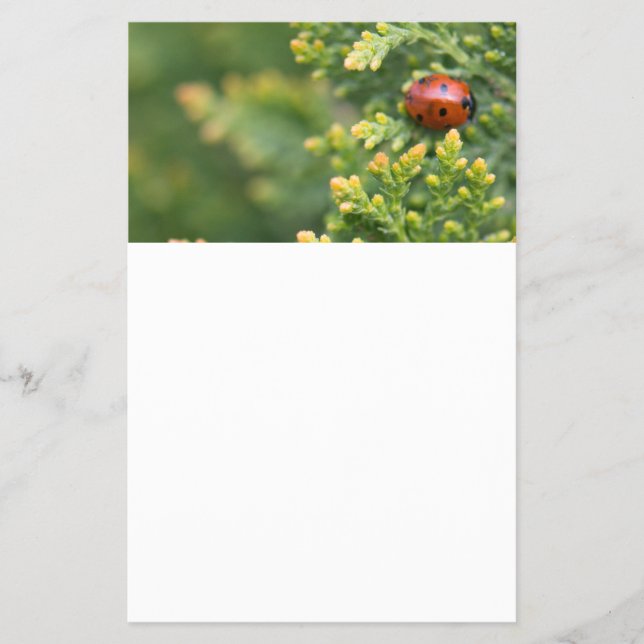 Ladybug Flyer (Vorne)