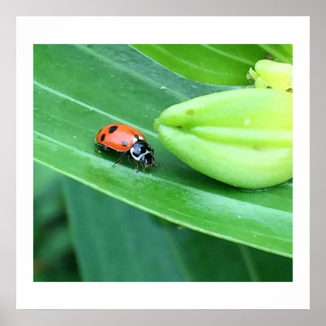 Ladybug Foto Poster (Vorne)