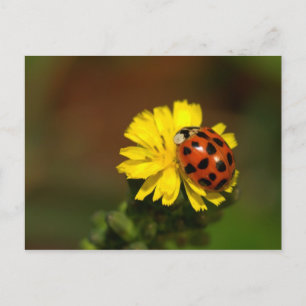 Ladybug Greetings Postkarte