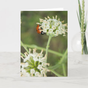 Ladybug Grußkarte 01 Karte