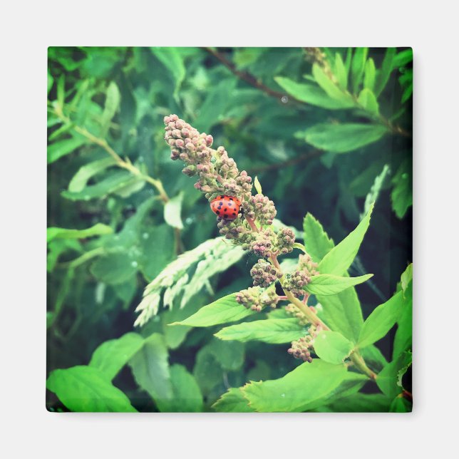 Ladybug im Frühjahr Magnet (Vorne)