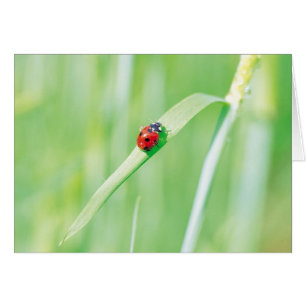 Ladybug im Gras