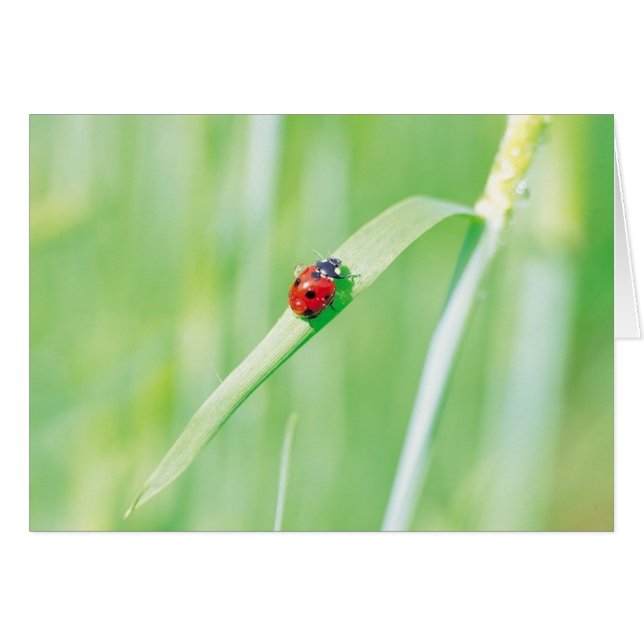 Ladybug im Gras (Vorderseite (Horizontal))