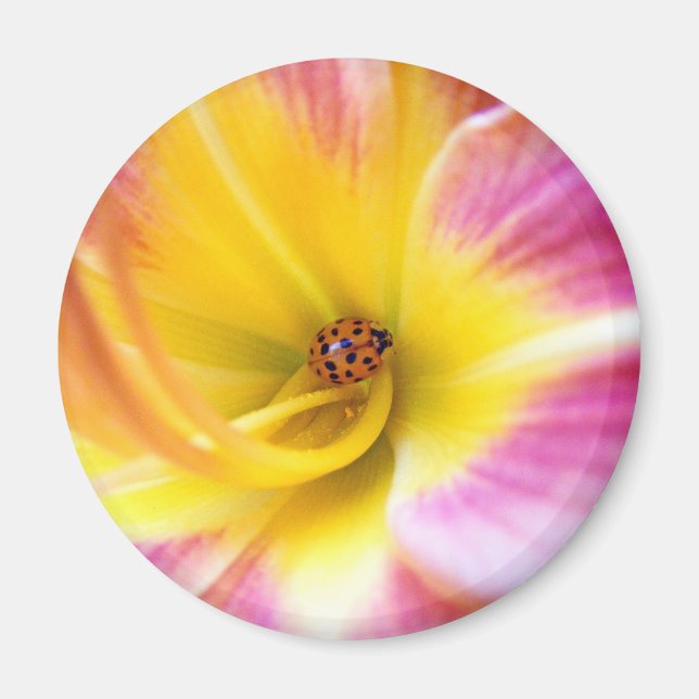 Ladybug in Lilly Magnet (Vorne)