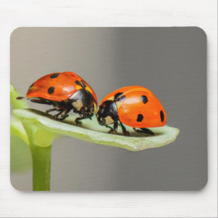 Ladybug, Insekt, Paar Mousepad
