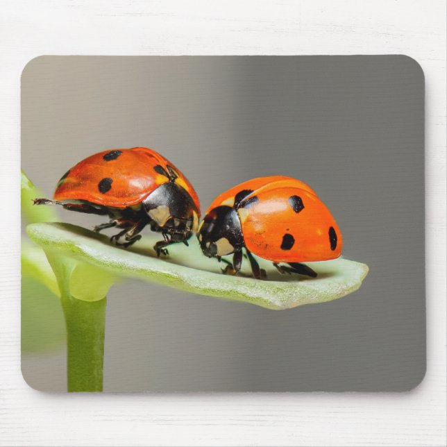 Ladybug, Insekt, Paar Mousepad (Vorne)